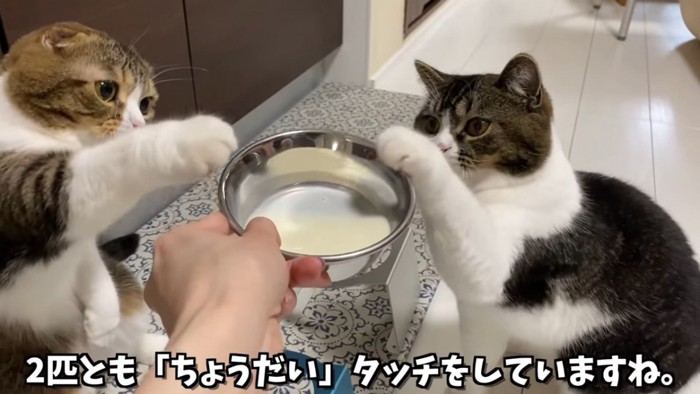 ミルクが入ったお皿にタッチする2匹の猫