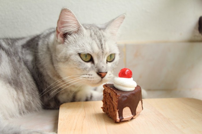 チョコレートケーキに顔を近づける猫