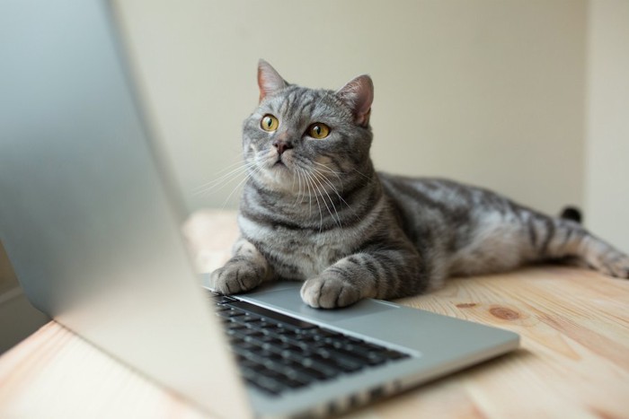 パソコン画面を見つめる猫