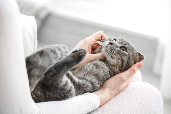 顎を撫でられる灰色の猫