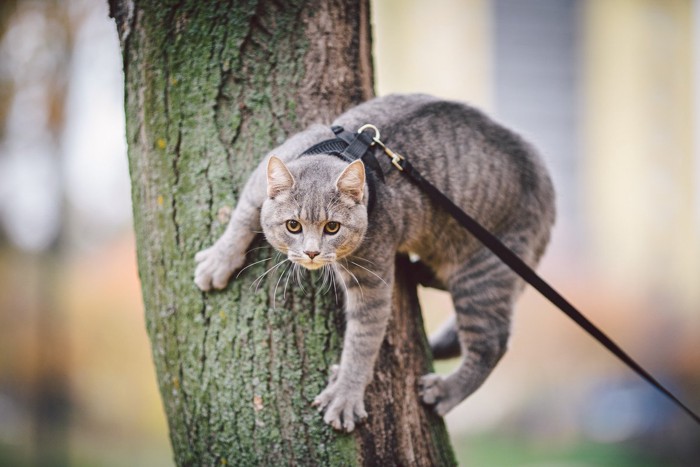 散歩中木を登る猫