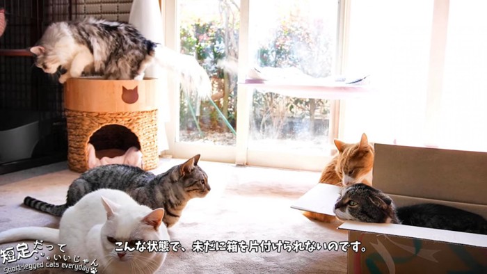 5匹の猫