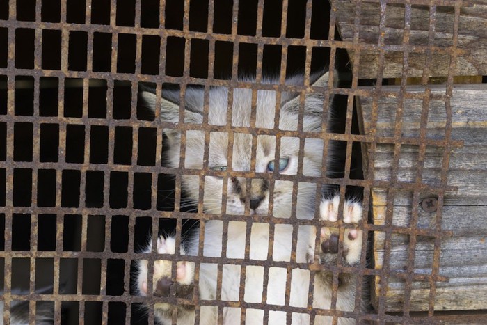 檻の中に閉じ込められた子猫