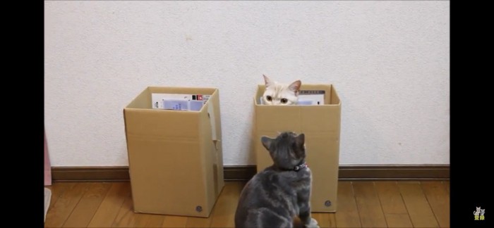 2つの箱と中に入る猫