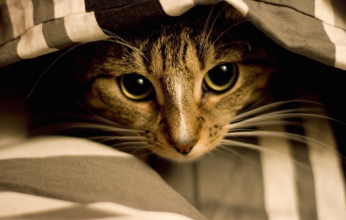 毛布の中に隠れる猫