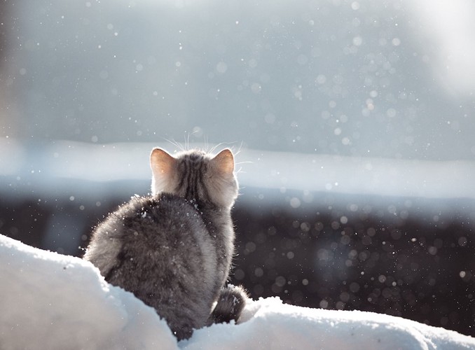 雪の中で上を見る猫の後ろ姿