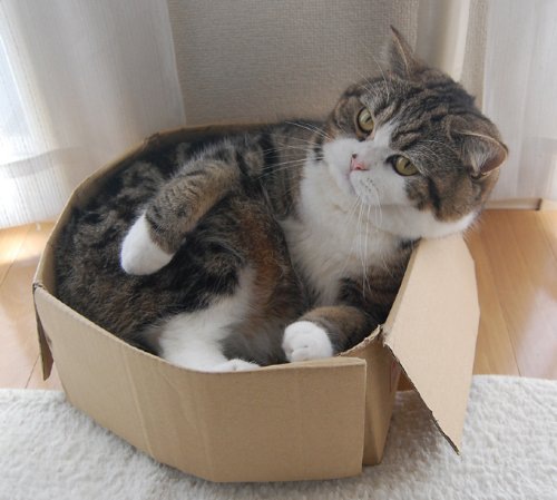 箱に入っている猫まる