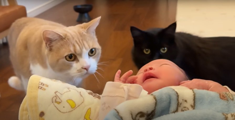 乳児と2匹の猫