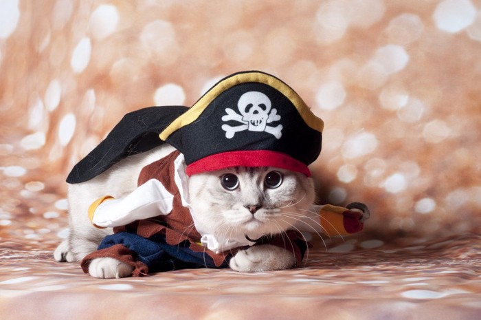 海賊のコスプレの猫