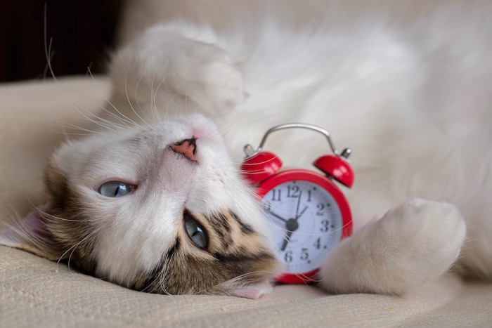 目覚まし時計を抱えた猫