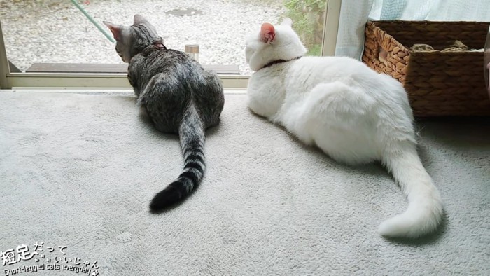 外を見る2匹の猫