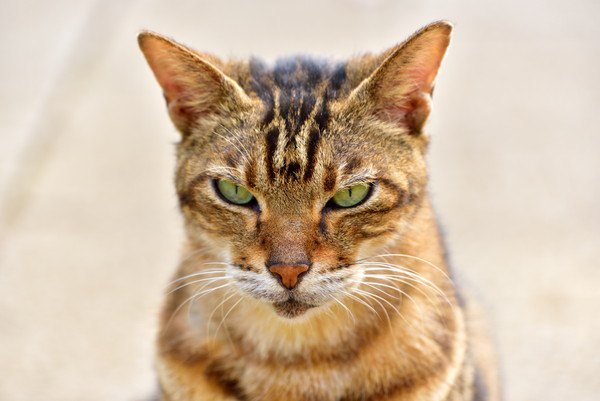 怒った顔で見つめる猫