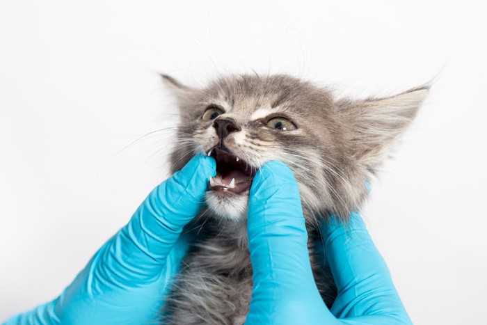 歯を診察される子猫