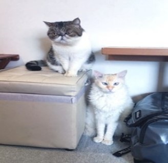 こちらをみる2匹の福猫茶房の猫
