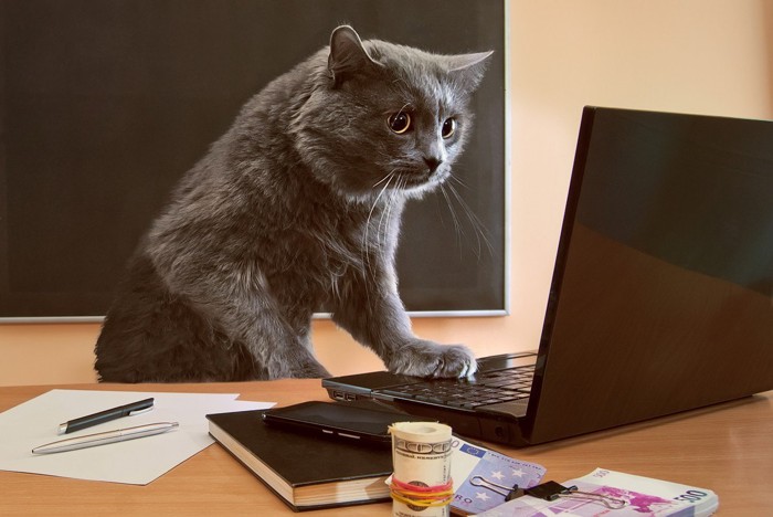 パソコンに向かう猫