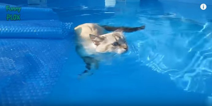 プールで猫かき