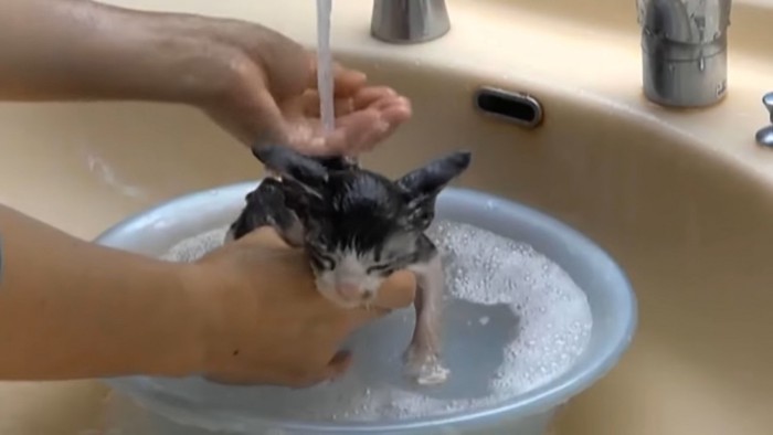 お湯で流してもらう猫