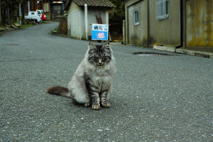 田代島の猫の写真