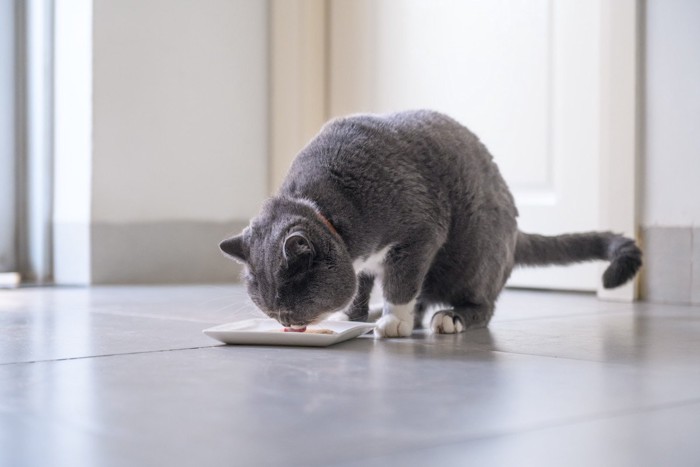 お皿からフードを食べる猫