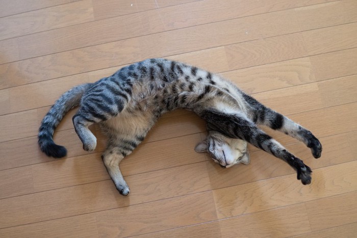 床で仰向けになって伸びをする猫