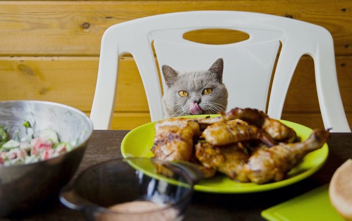 椅子に乗ってテーブルの上の食べ物を見ている猫