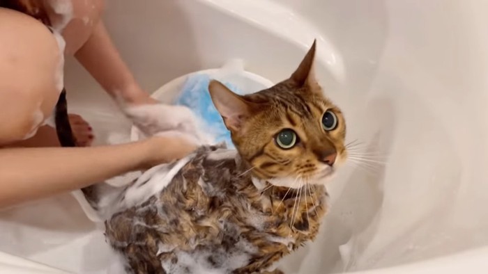 洗われる猫