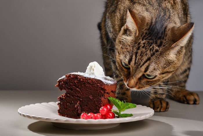 猫と生クリームがのったケーキ