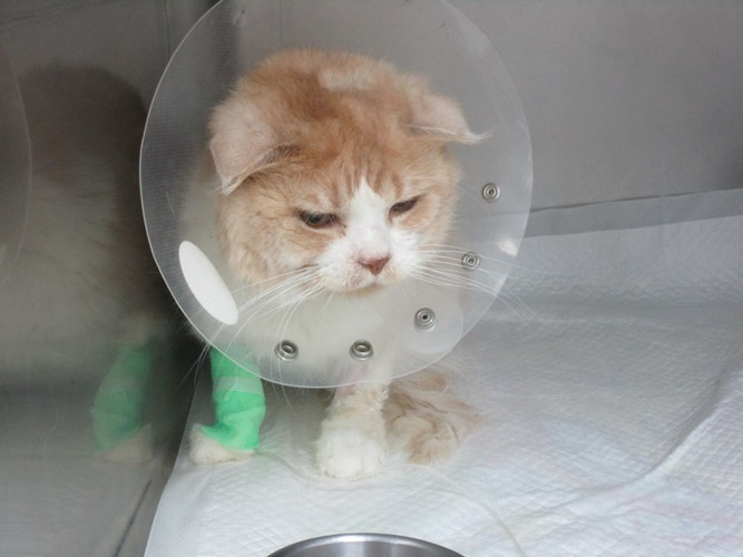 入院した猫の写真
