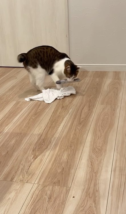 ぬいぐるみを咥える猫
