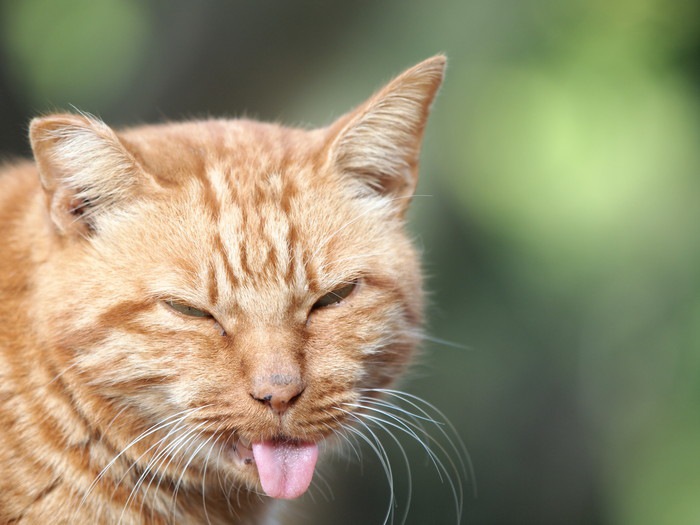 舌を出す茶色の猫