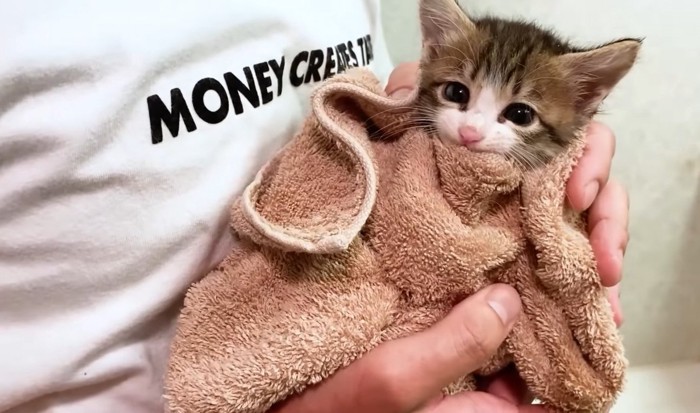 タオルに包まれる猫