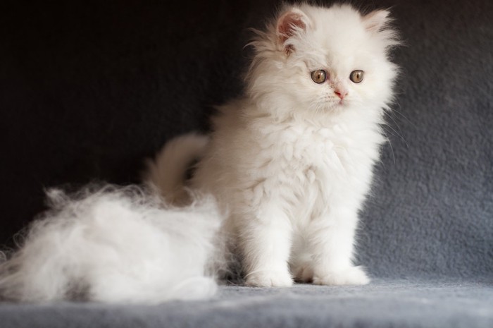 白い猫と抜け毛