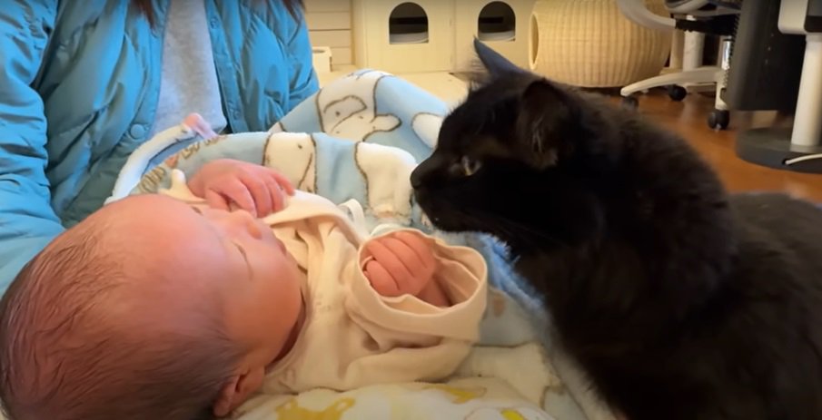 乳児と黒猫