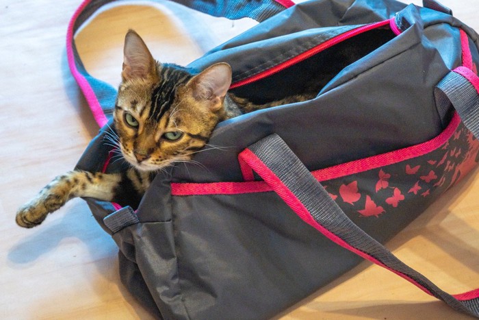 かばんに入る猫