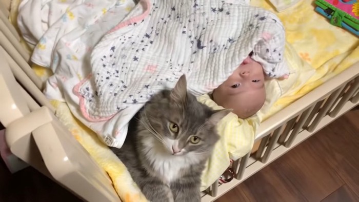赤ちゃんの隣でくつろぐ猫