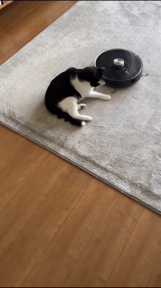 ロボット掃除機と遊ぶ猫