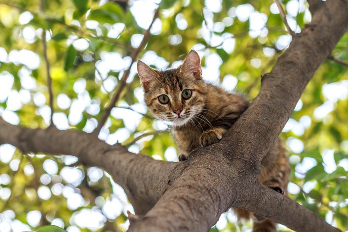 木の上から見下ろす猫