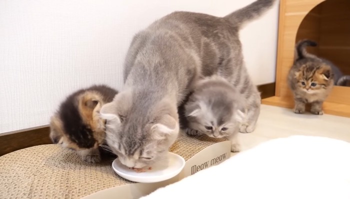 ご飯を横取りする猫