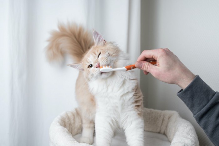 飼い主に歯磨きをされている猫