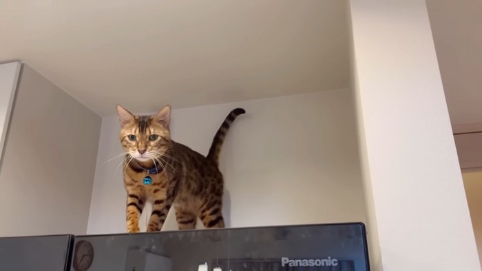 冷蔵庫の上に立つ猫