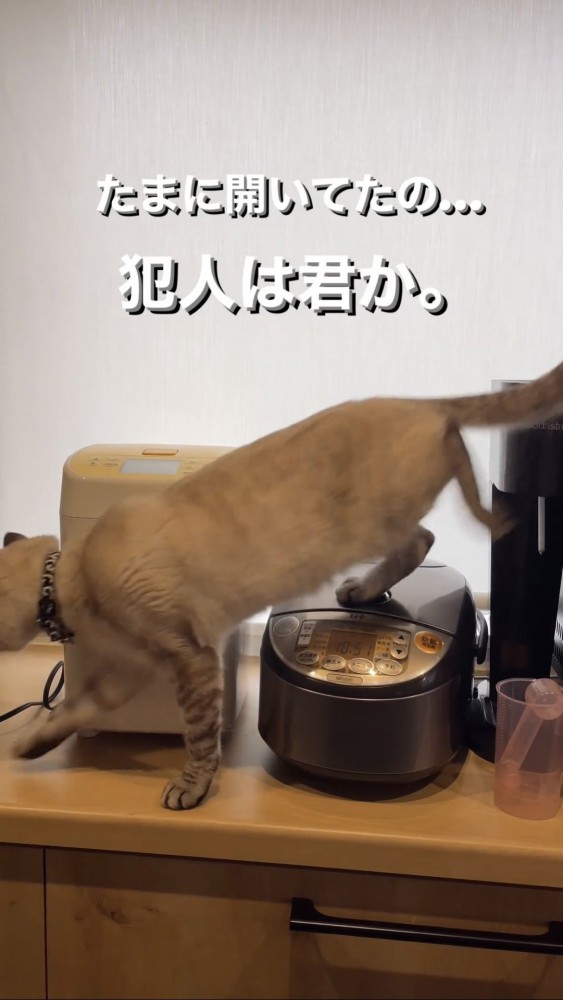 炊飯器の上を歩く猫