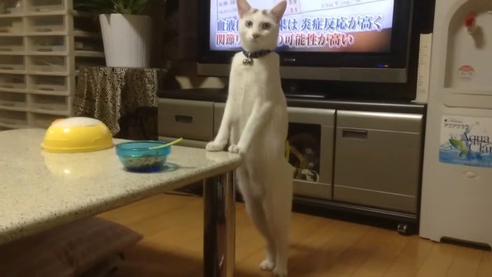 テーブルに前足をついて立つ猫