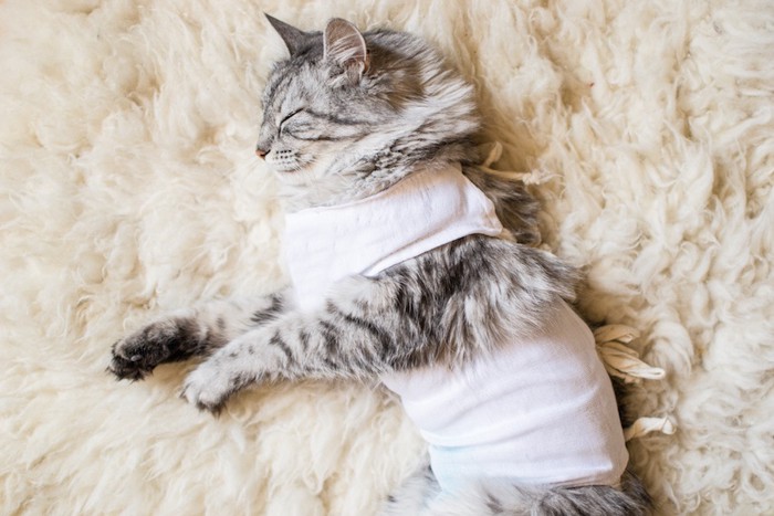 横になって眠る術後服を着た猫