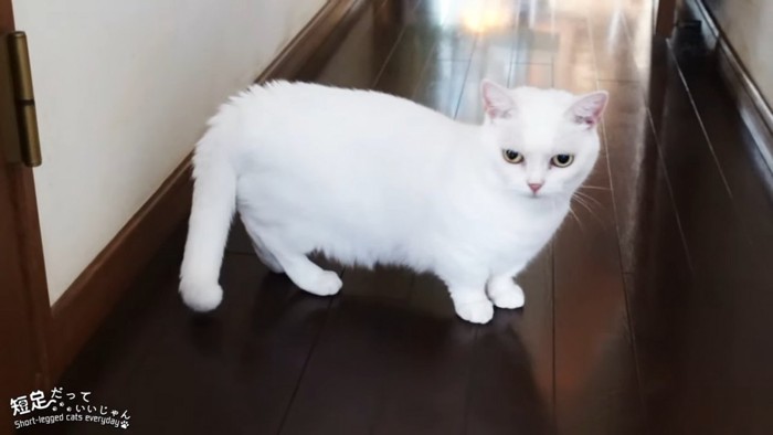 廊下に立つ猫