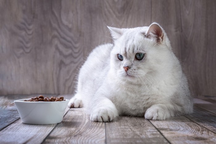 食器をみつめる白い猫
