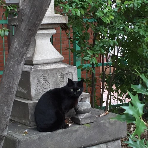 灯篭と黒猫