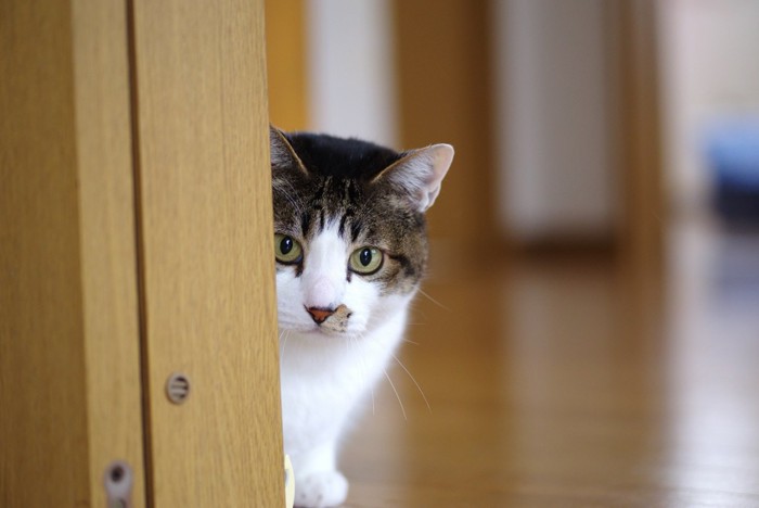 ドアの後ろに隠れる猫