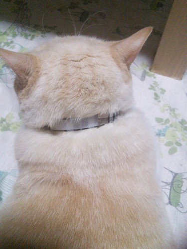 首輪を着けているクリーム色猫