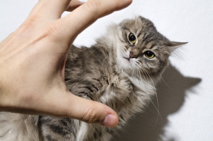 手を恐れる猫