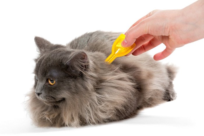 ノミの予防薬をつけられている猫